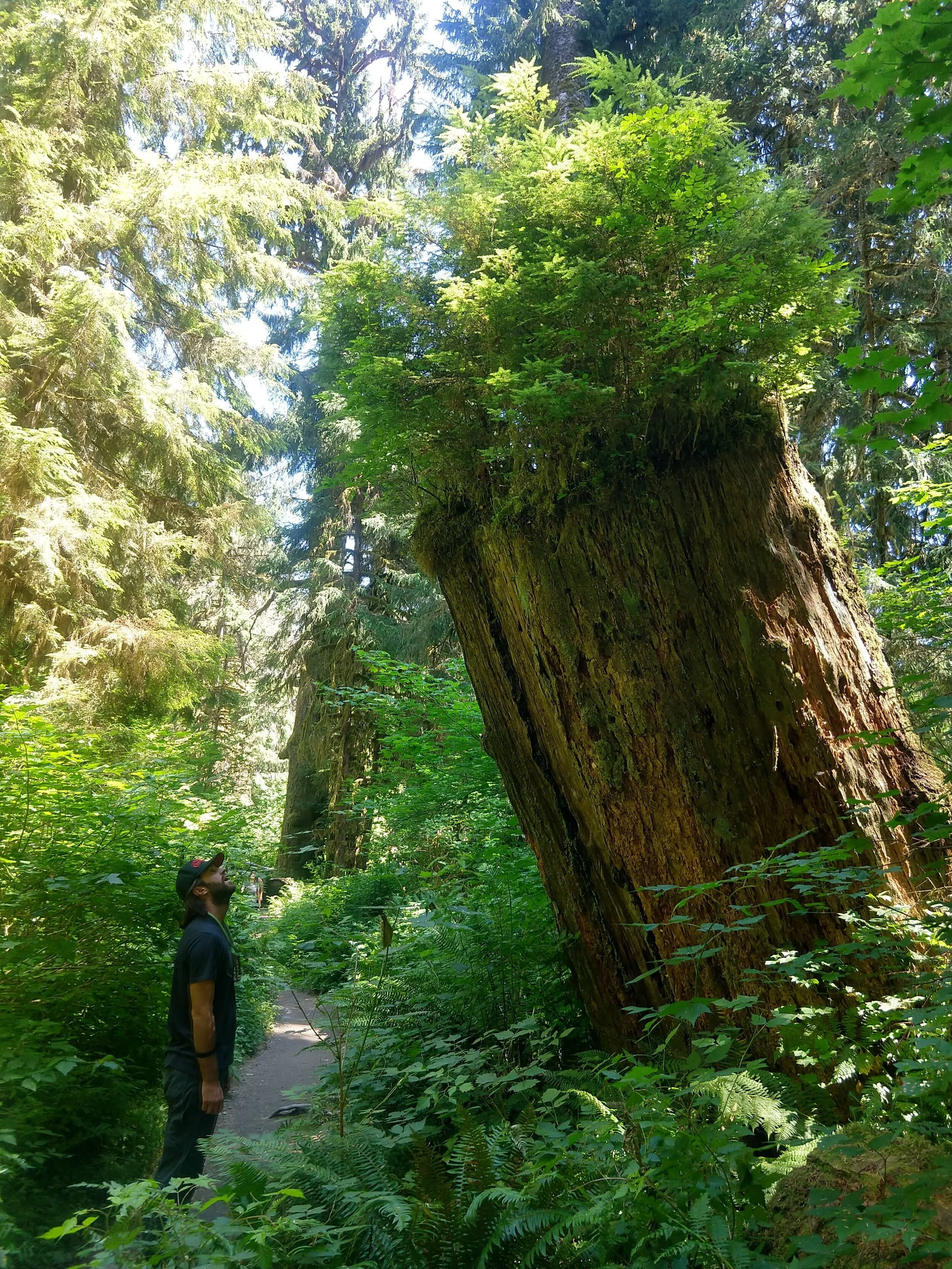 Gold Medal Stump in the Olympic National Park