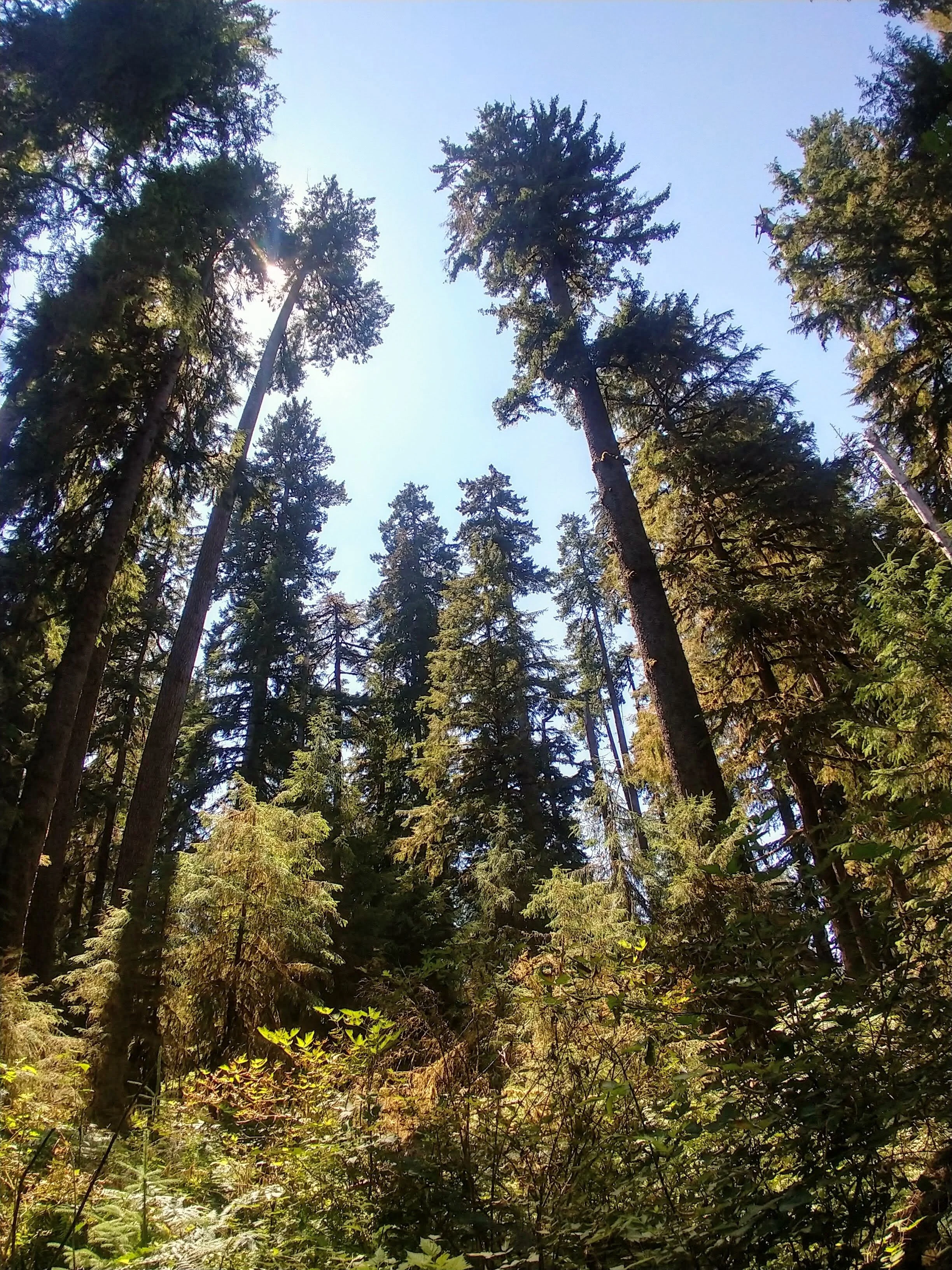 Olympic National Park views!