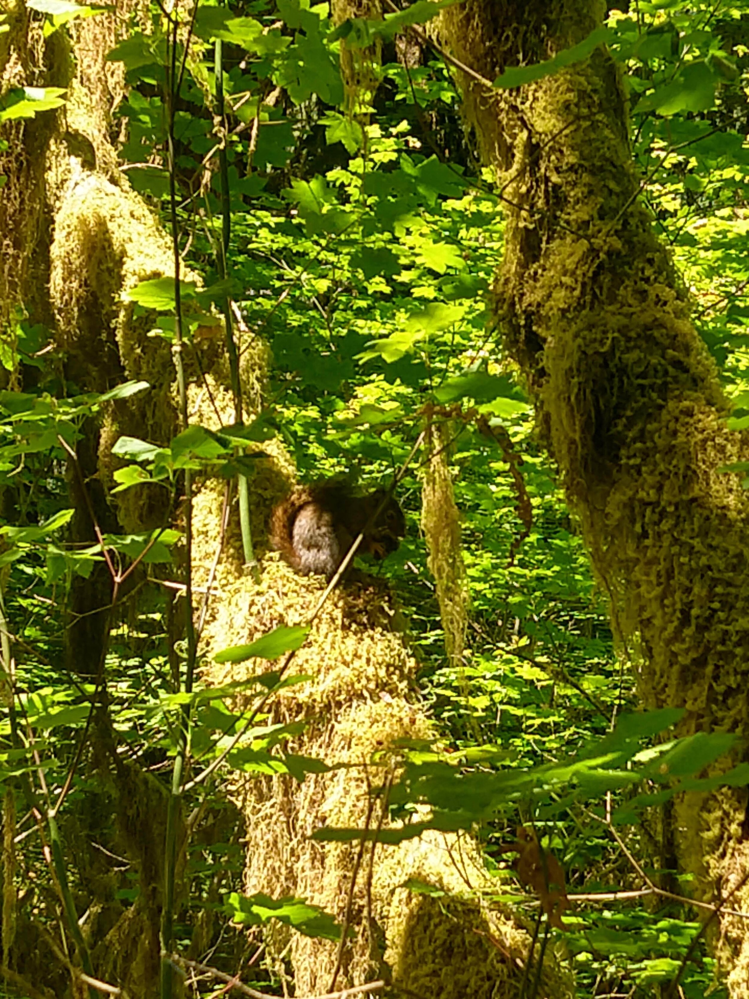 Hall of Mosses - Olympic National Park