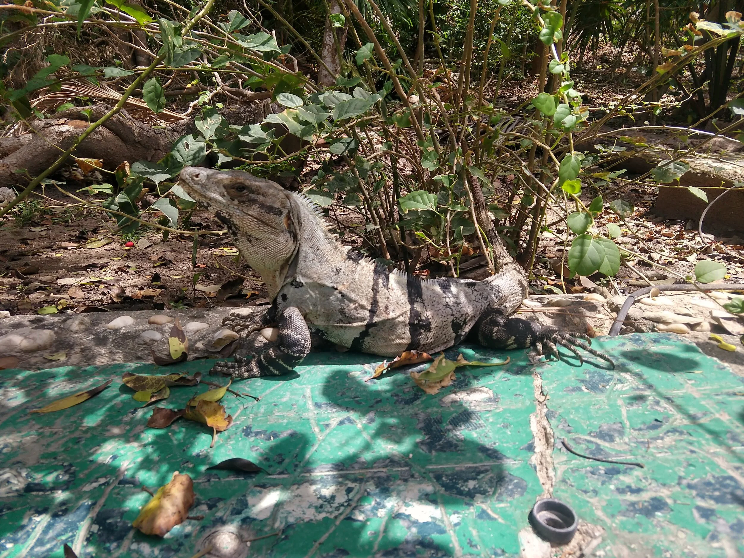 The guardians of the Tulum ruins