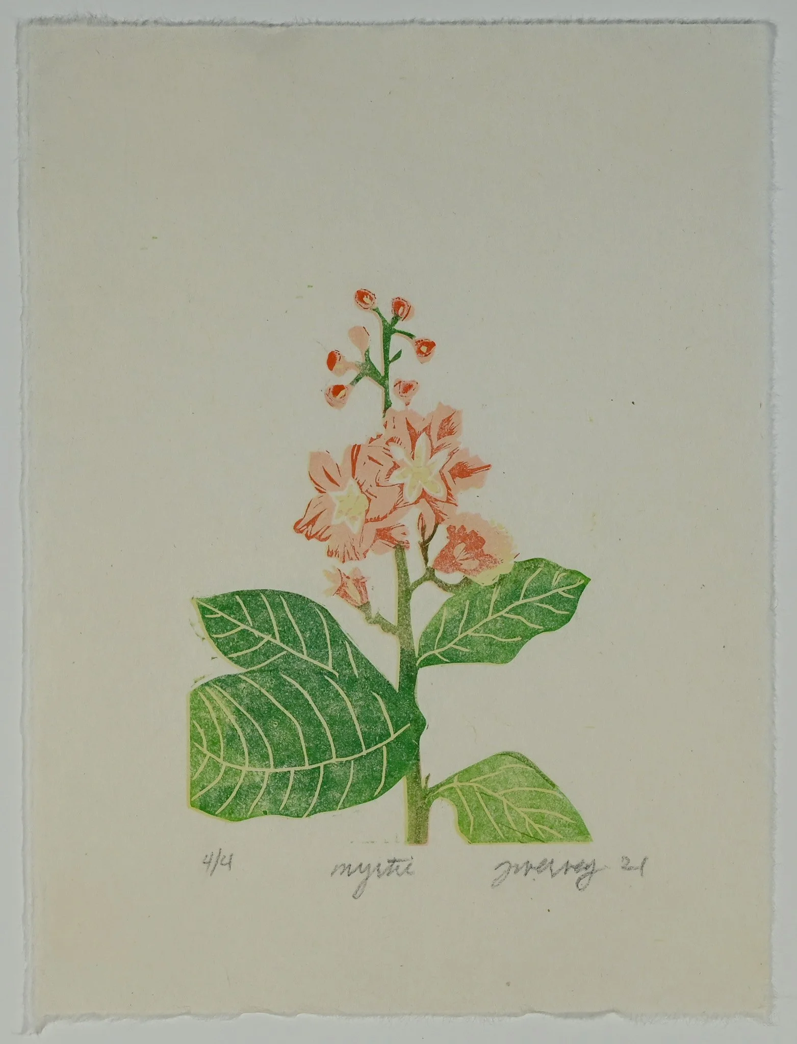 PAPERCROPPEDCrepeMyrtle.jpg