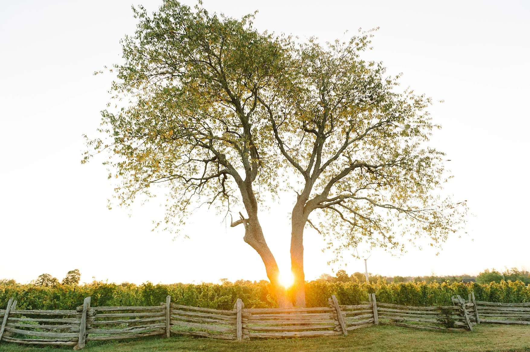  The Grange Of Prince Edward Winery Joins Lucid Communications Client Roster