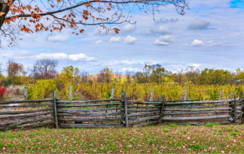 Ontario Cabernet Franc: Working hard, but no longer a workhorse
