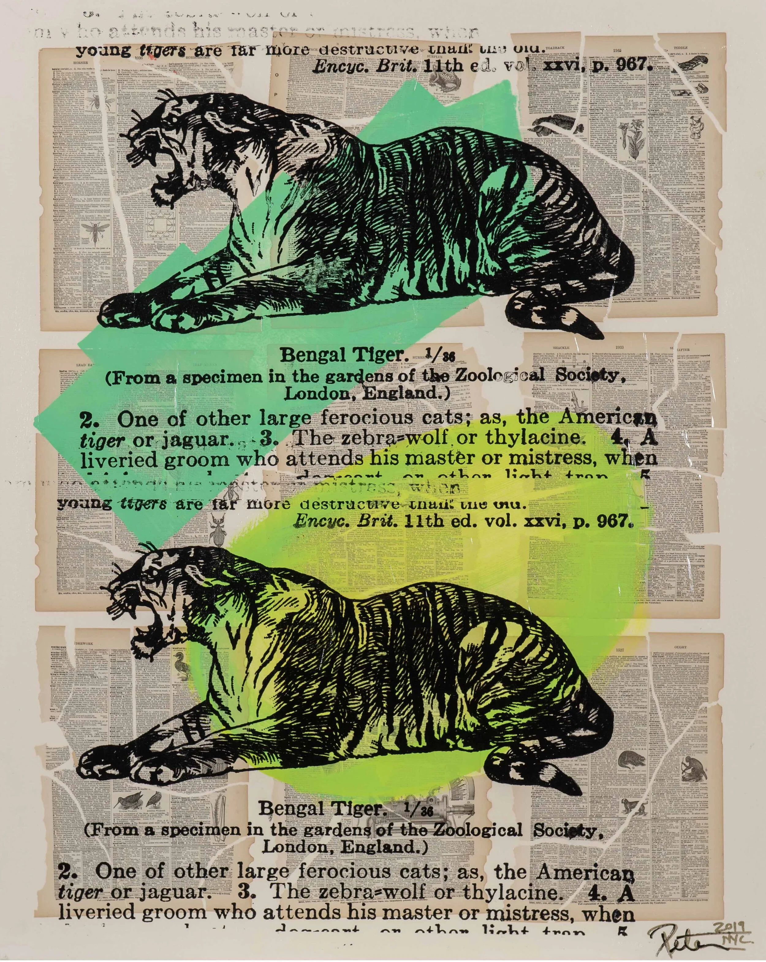 Artwork featuring a collage of newspaper pages with two identical illustrations of a curled-up Bengal tiger, overlaid with colorful paint splashes in teal, yellow, and green, and the text numbered clues about various animals.