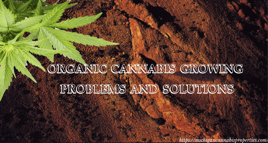Cannabis growing problems and solutions