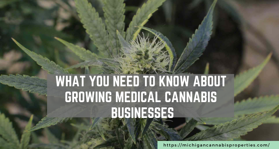 What You Need To Know About Growing Medical Cannabis Businesses