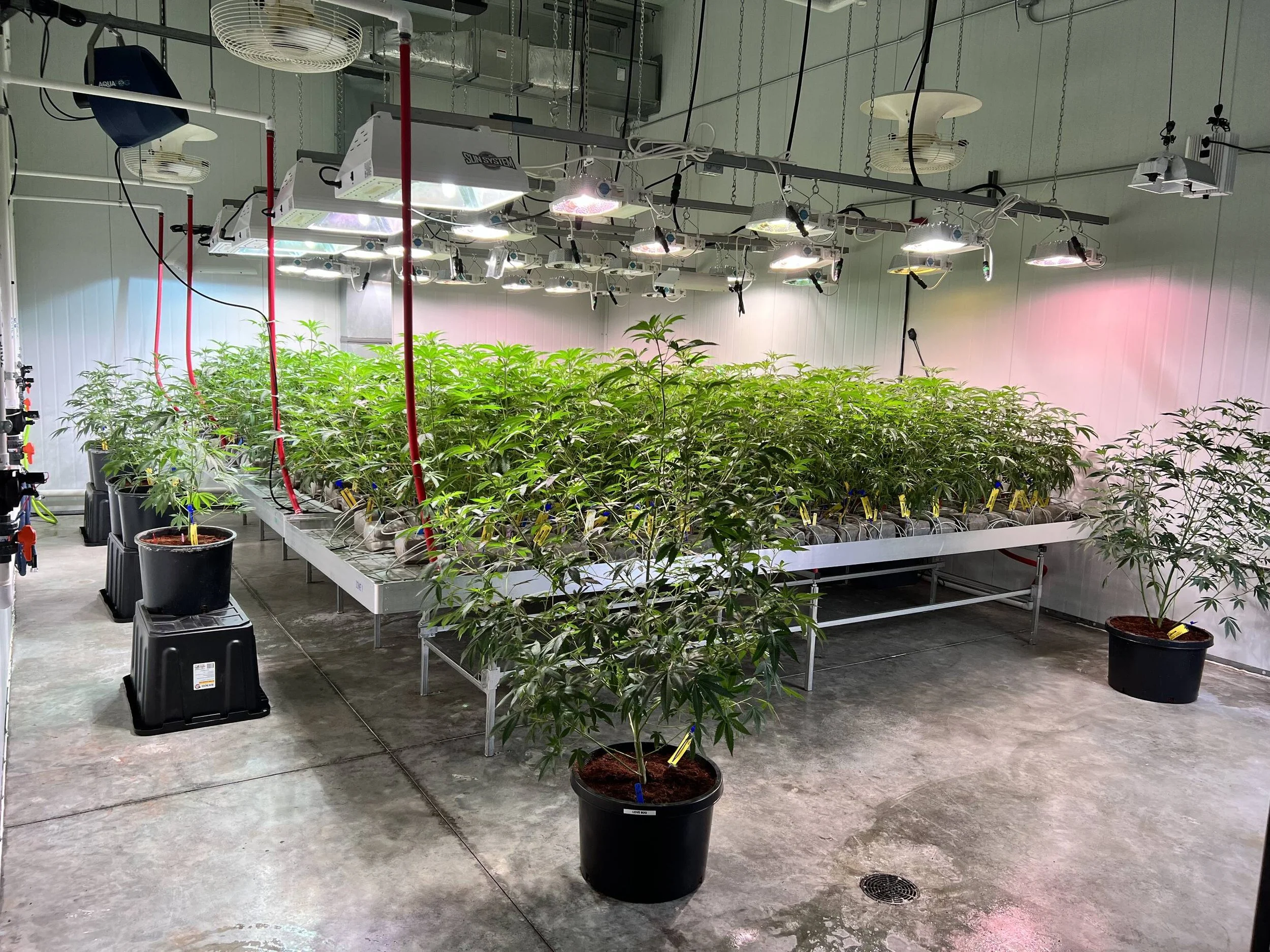 rowland inside grow room 1.jpg