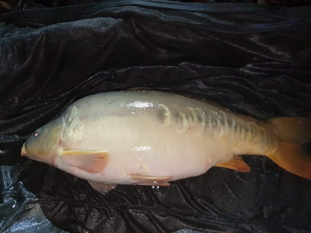 SWIM: 6 |
FISH: MIRROR - 'SCALES' |
MEMBER : MARK POPE