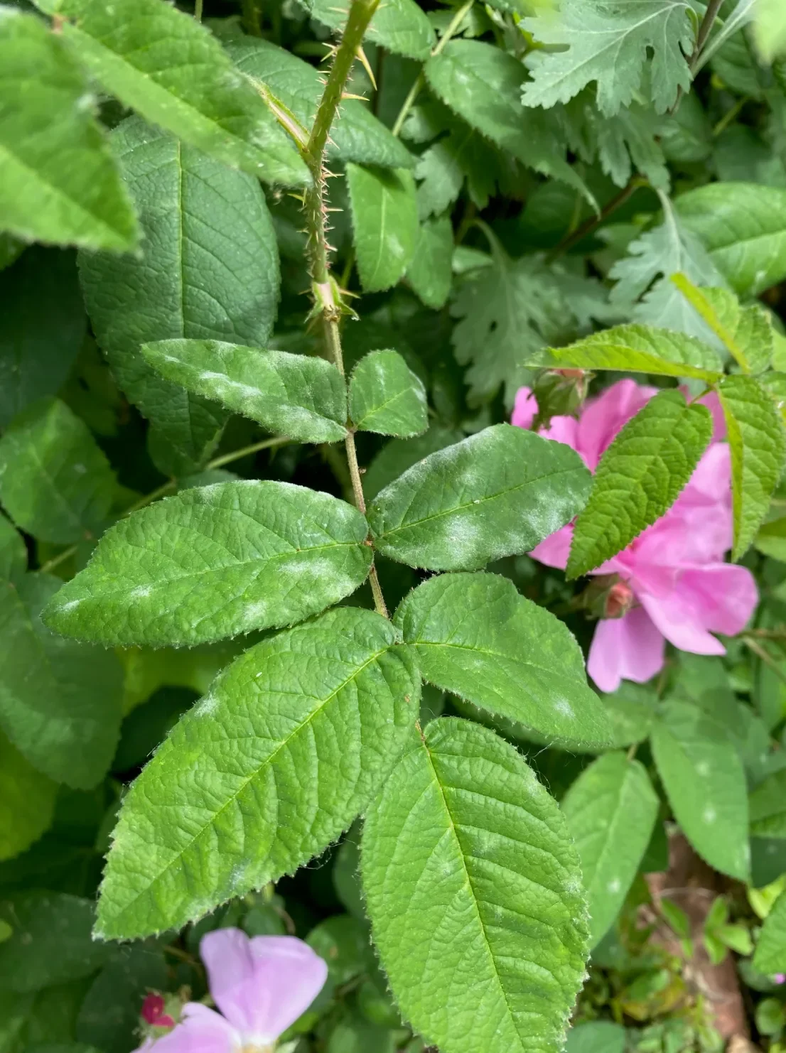 Powdery Mildew: A Perennial Problem that I Don’t Usually Mind.