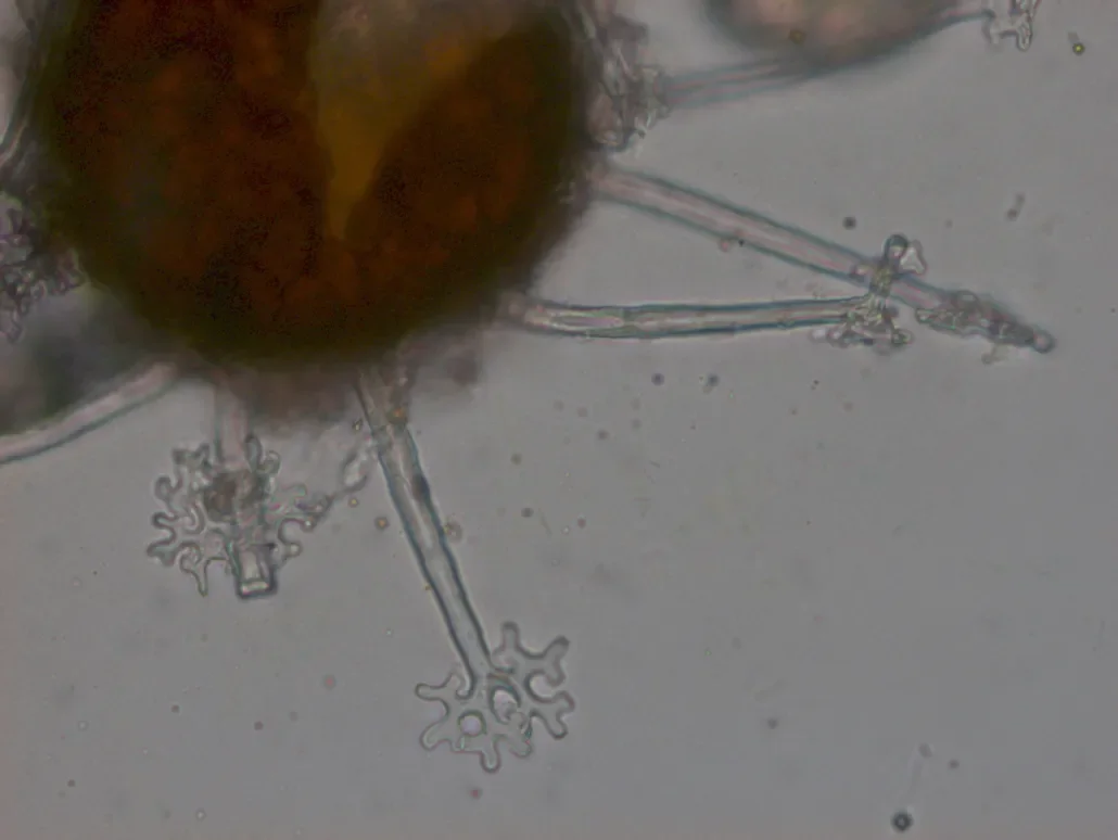 Powdery mildew 3.webp