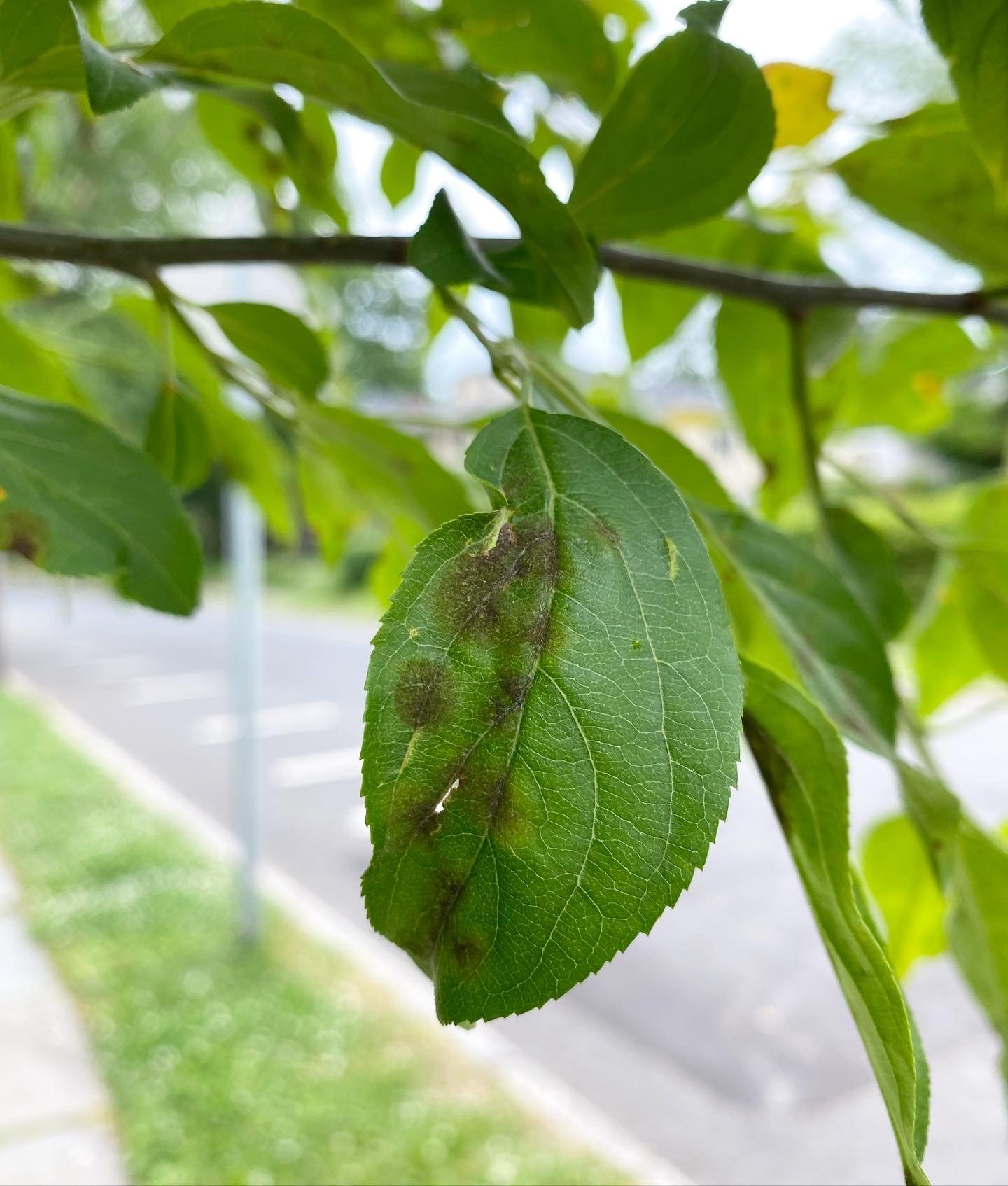 Apple Scab 1.jpg