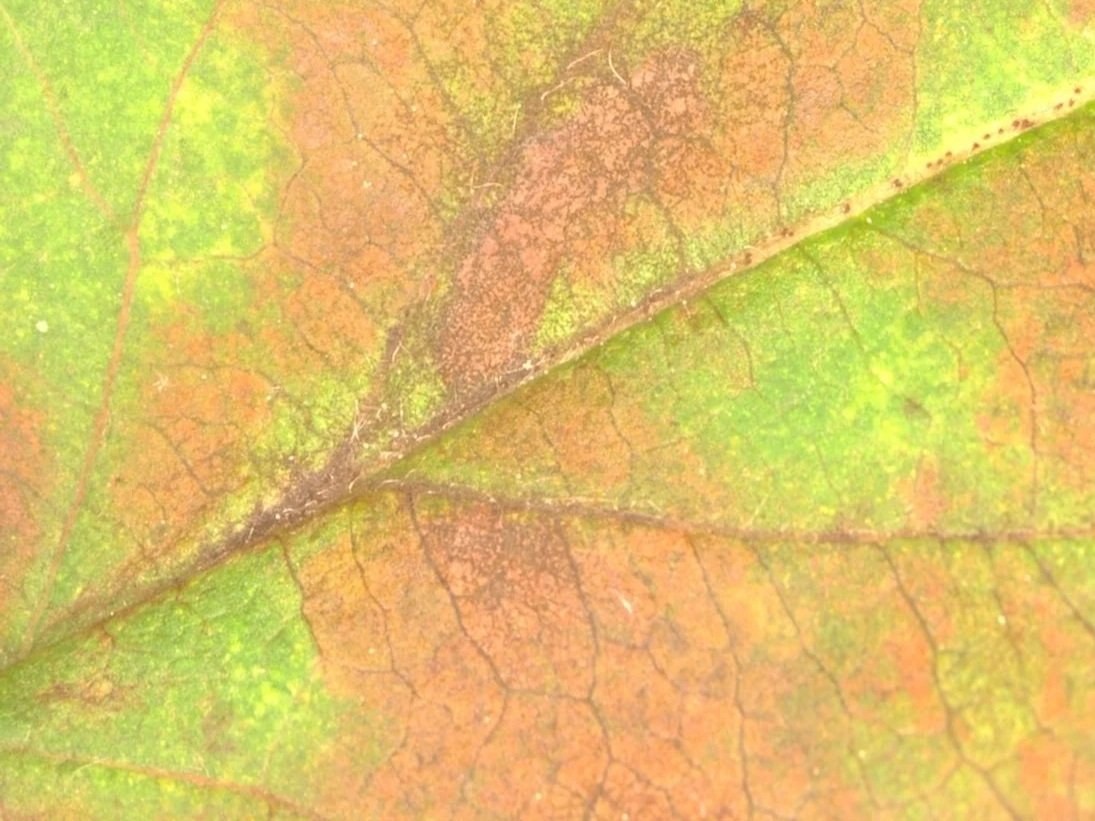 Apple+scab+3.jpg