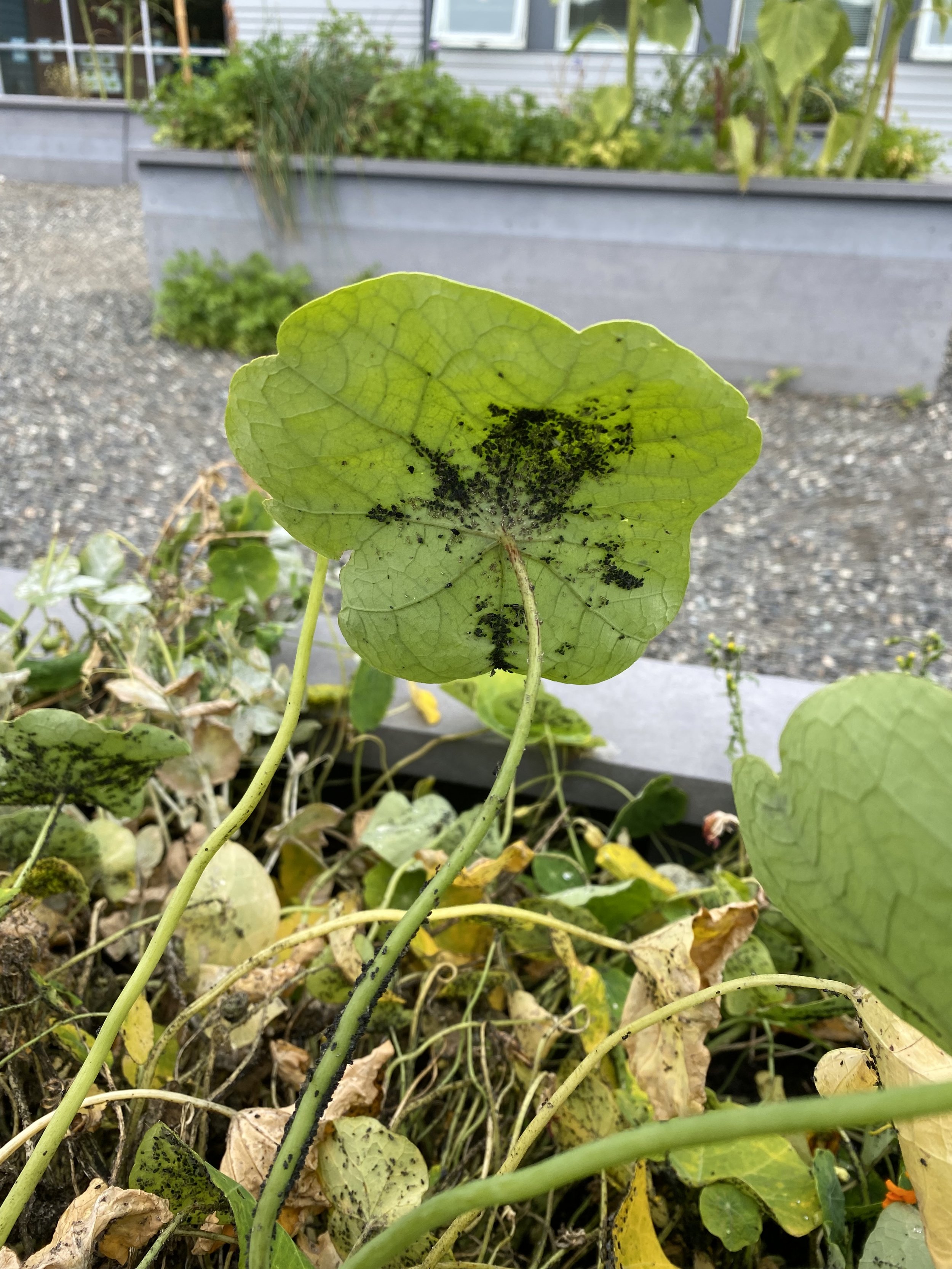A green leaf with black spots caused by mold or disease, with yellowing and wilting plant parts in the background. There are insects on the underside of some of the leaves.