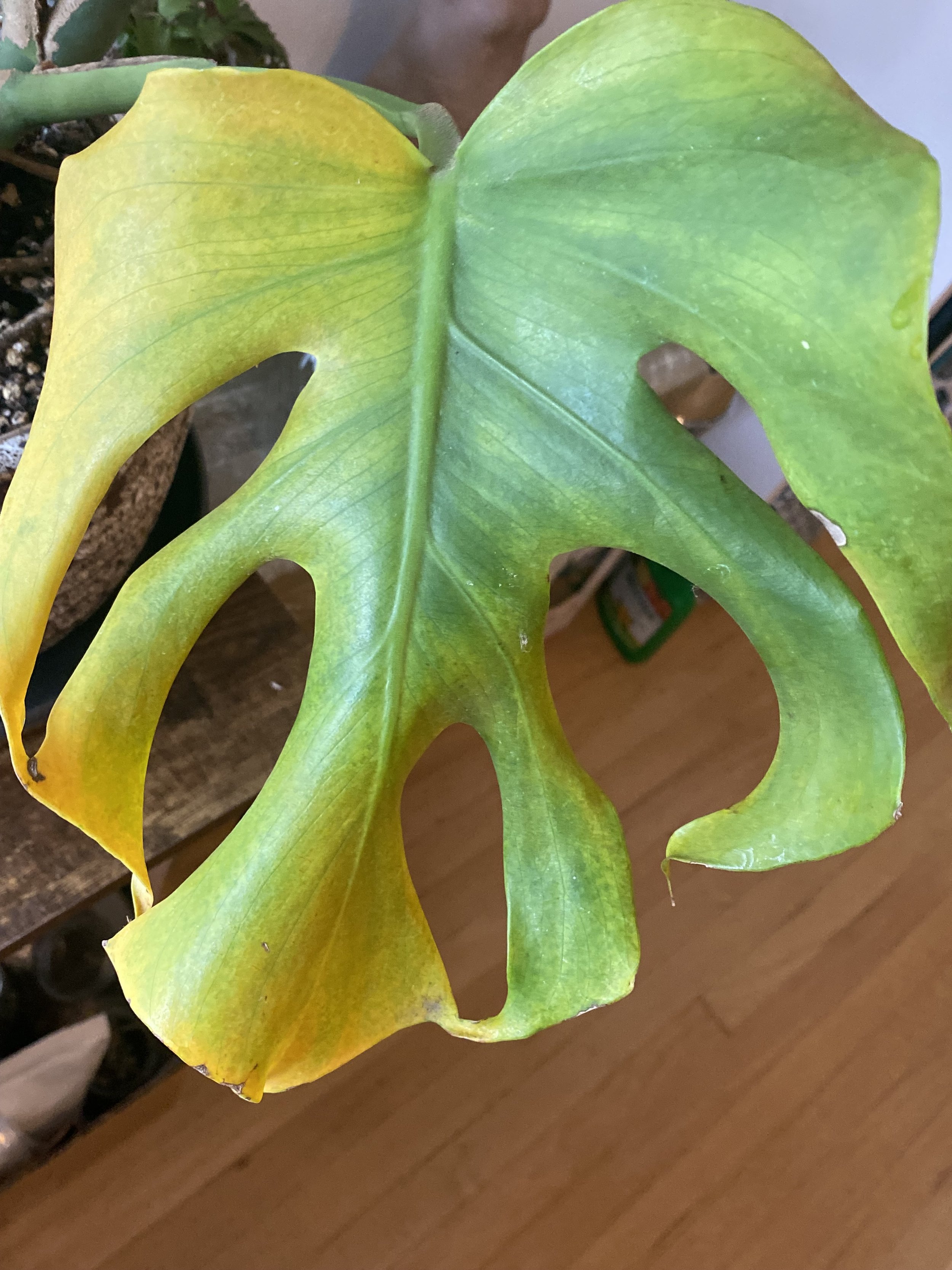 30-Minute Consultation