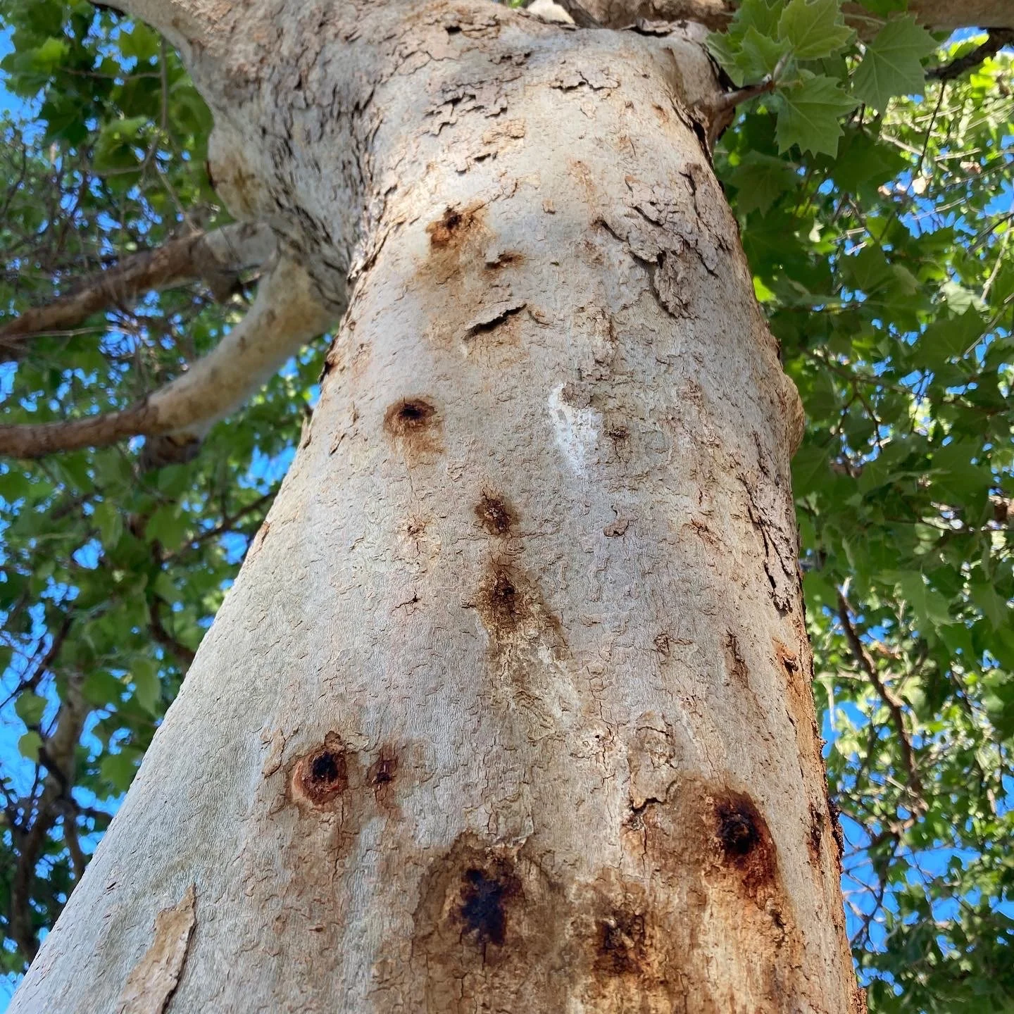 Close-up of a tree trunk with rough, light gray bark and several small, dark knots, with green leaves and blue sky in the background. The dark knots are symptoms of invasive shot hole borer.