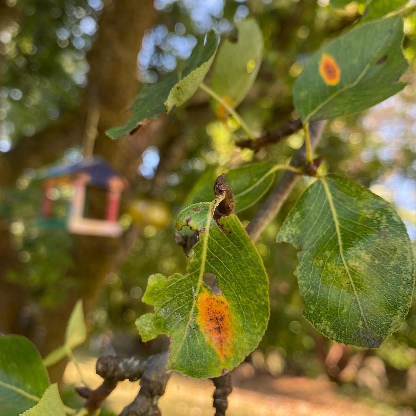 Close-up of green leaves on a tree branch, some with yellow and orange spotting which are common symptoms of a rust disease. The background is blurred of a colorful birdhouse and trees.