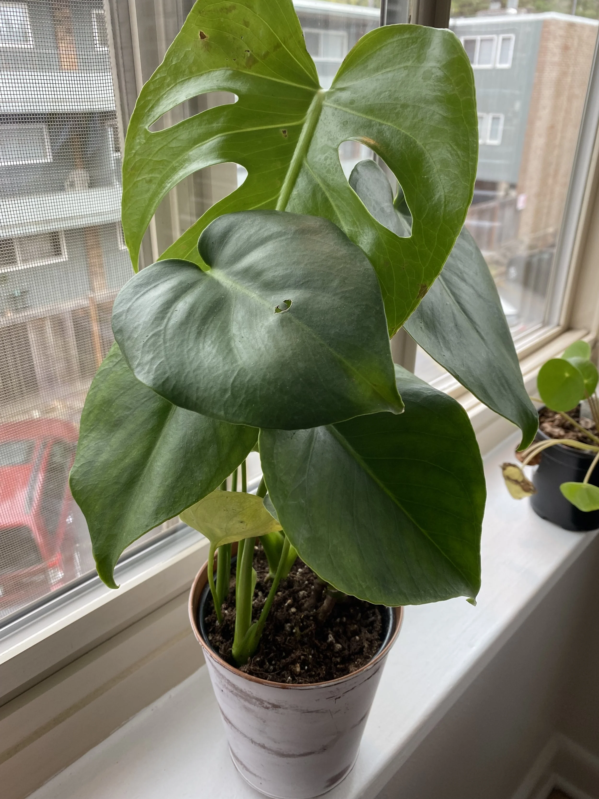 A potted monstera plant with large, glossy, green leaves near a window, with a cityscape in the background.