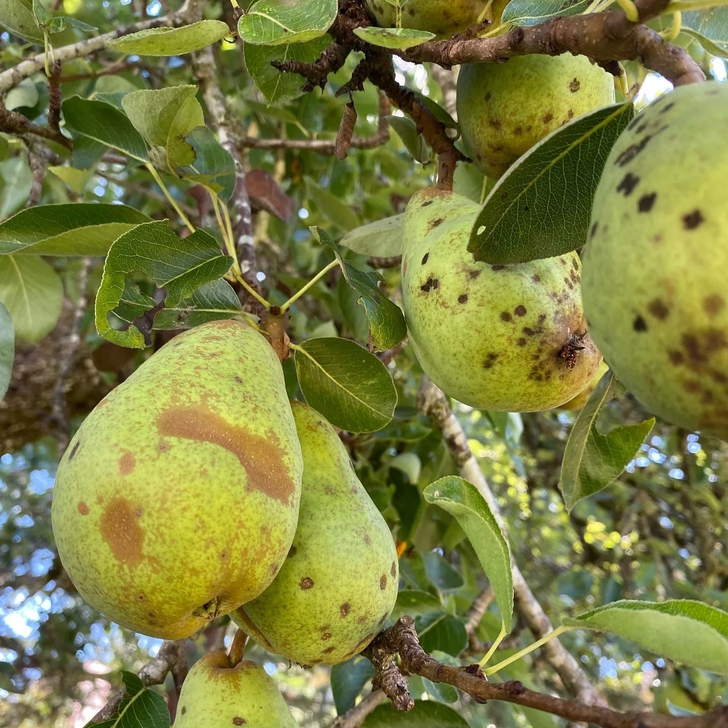 Several green pears hanging from a tree branch showing symptoms of pear rust and pear scab. The pears are pictured among green leaves.