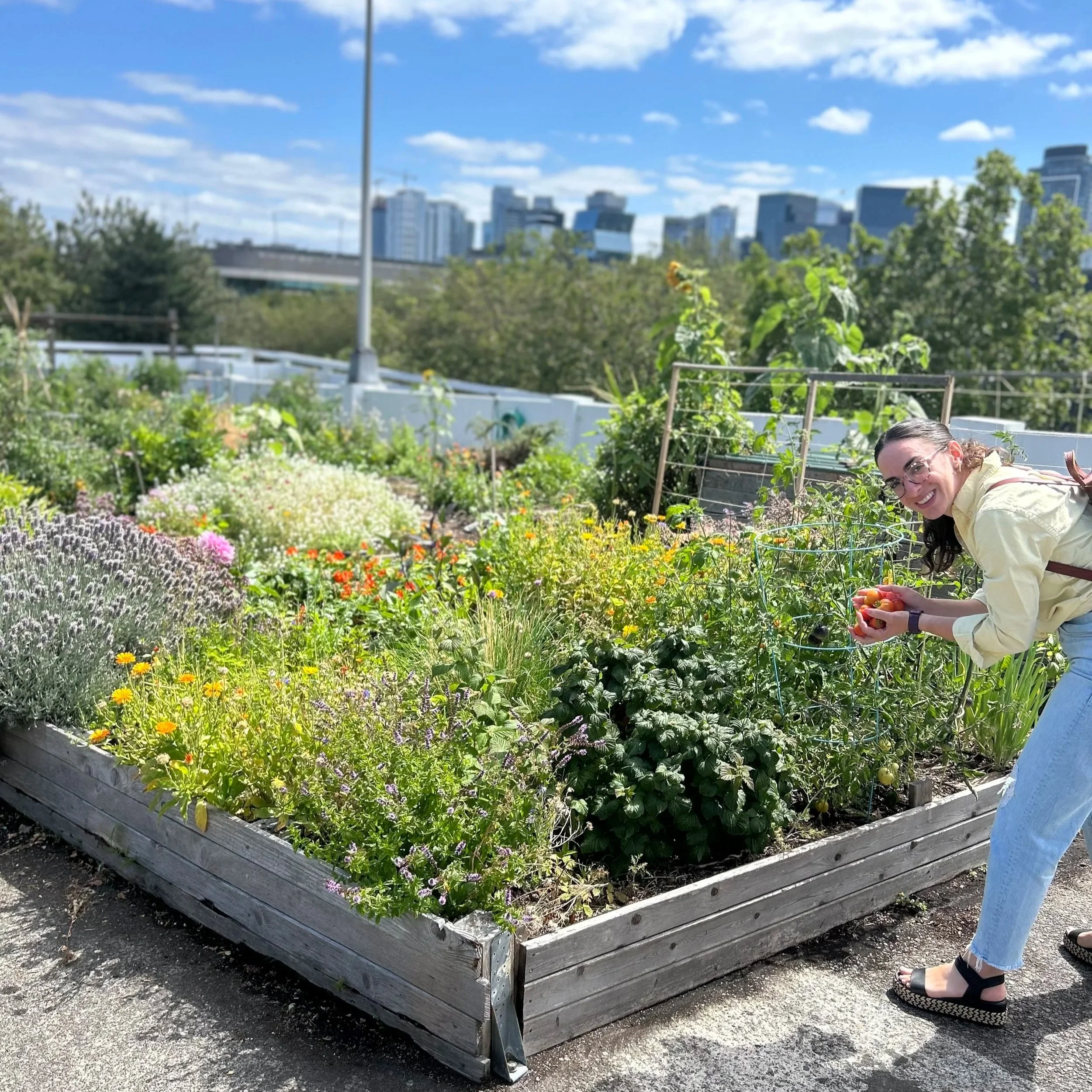 Woman harvesting tomatoes in a rooftop garden that has many ornamental plants and vegetables growing. The Seattle city skyline can be seen in the background.