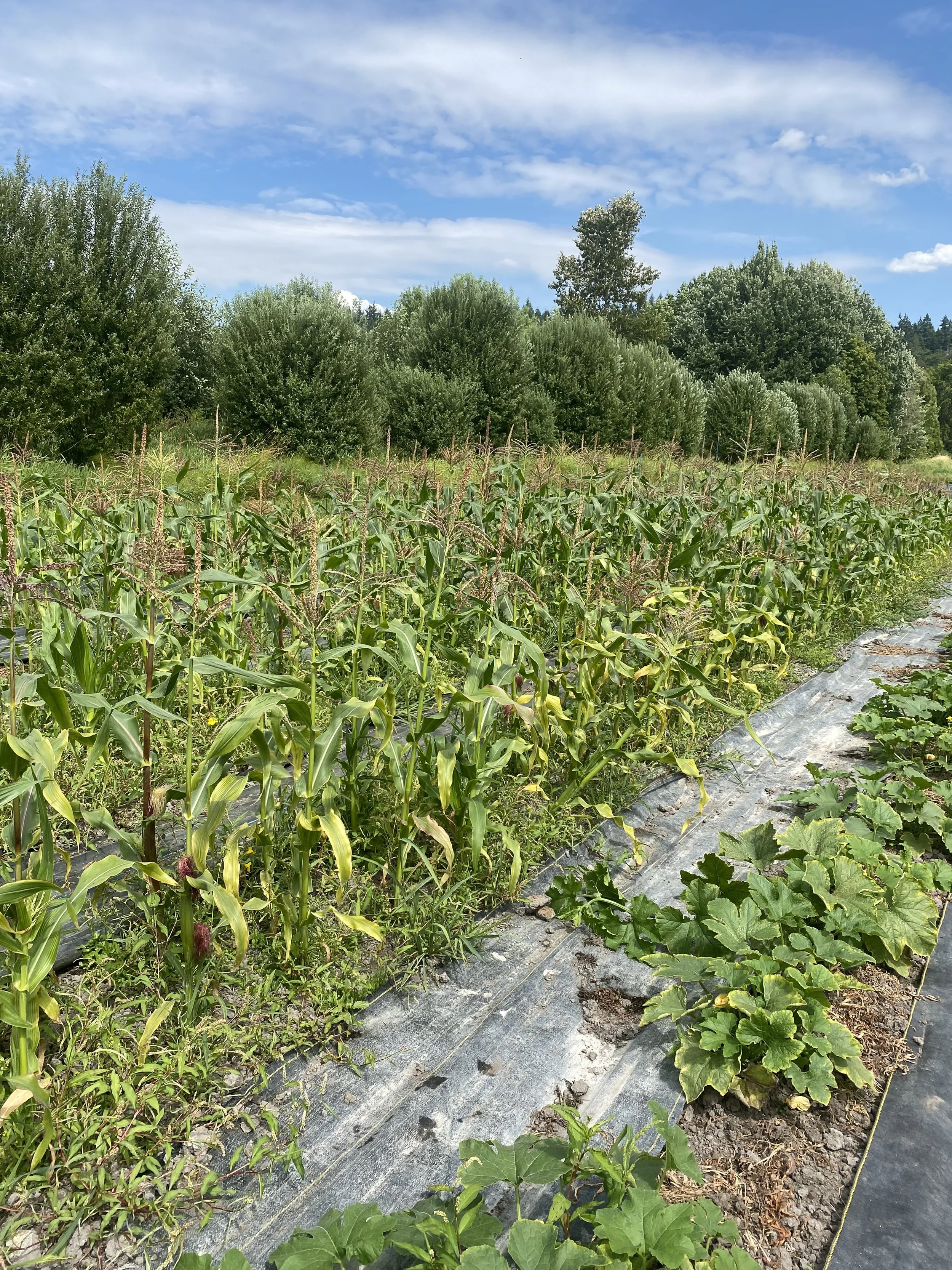 Corn and squash plants growing on an organic  farm with a blue sky and trees in the background. The corn and squash plants appear sick with a plant disease issue.