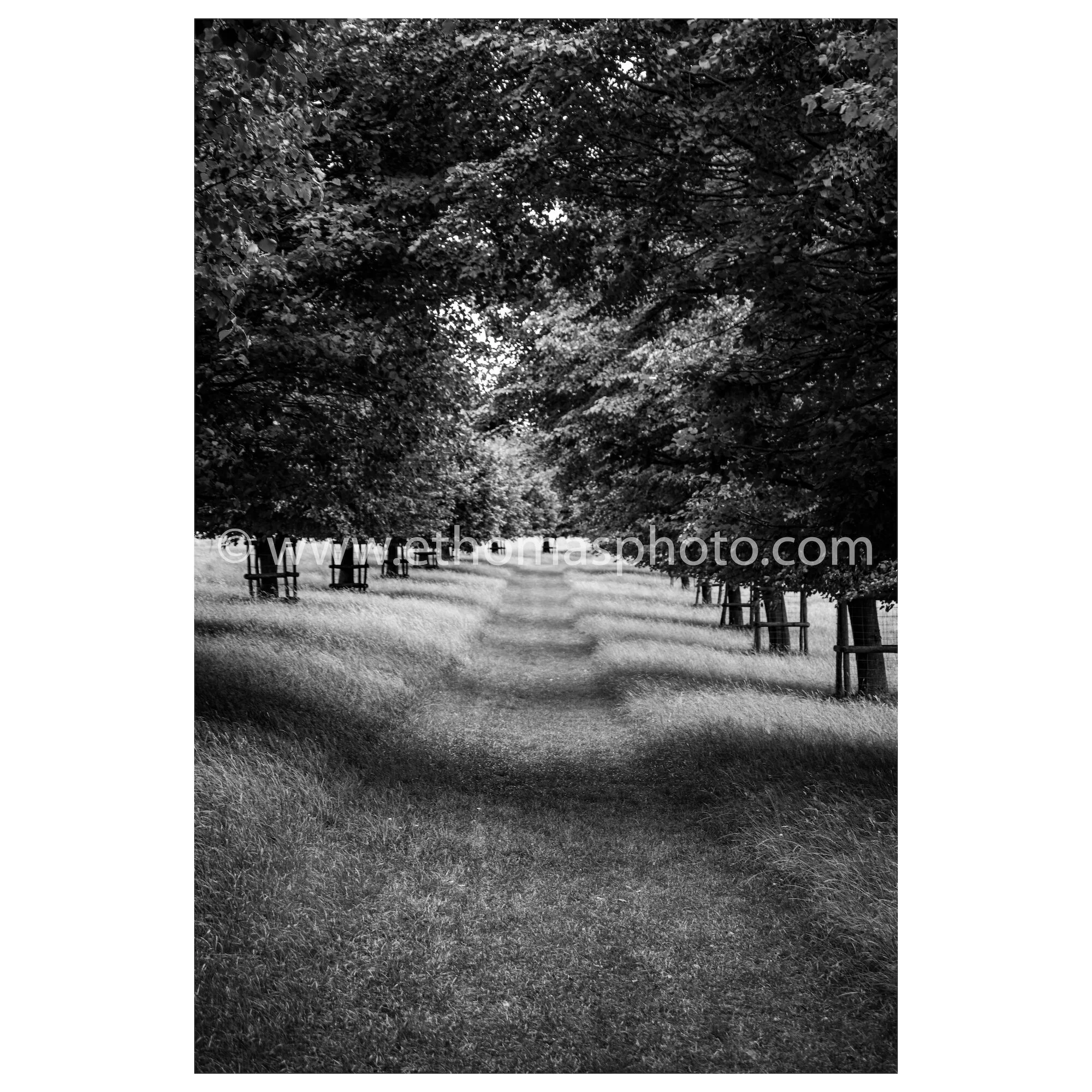 30x30 tree avenue.jpg