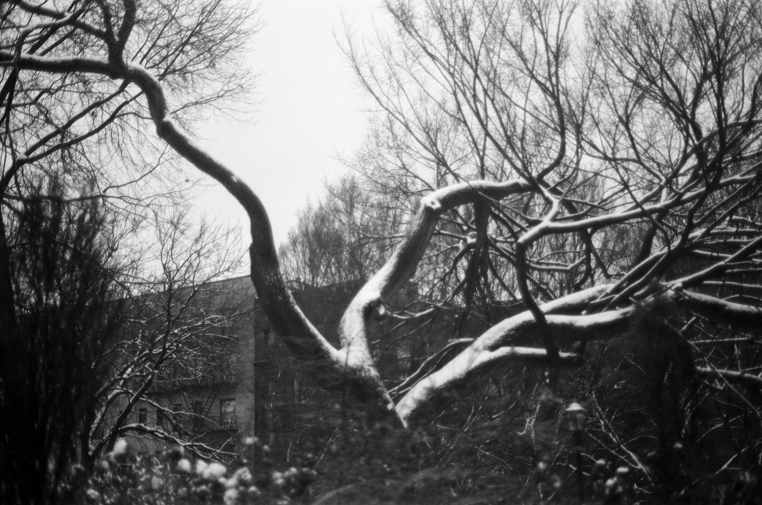 thompkins snowed tree.jpg