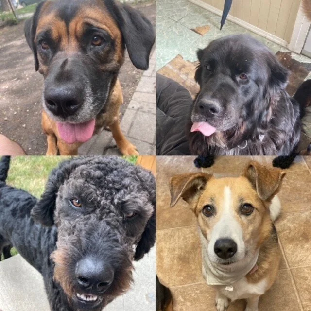 4dogs.jpg