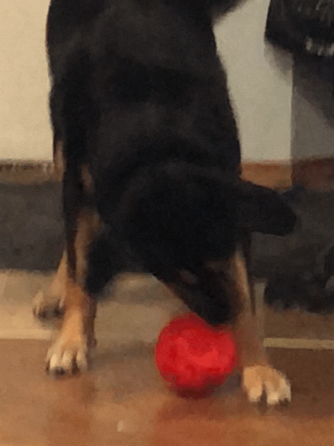 Cujo goes crazy for Cerby Snacks hidden within the ball
