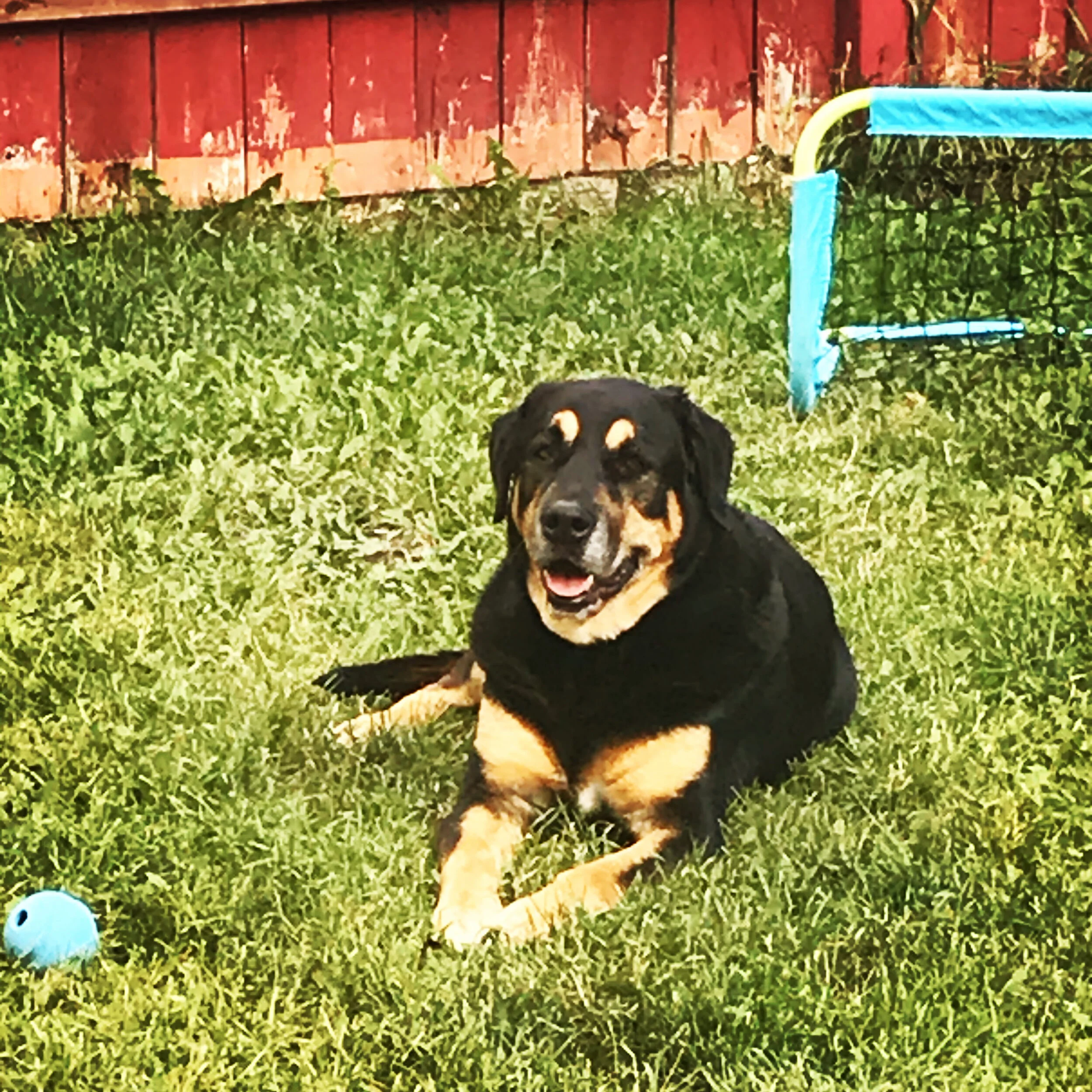 Having a lazy day in our backyard.