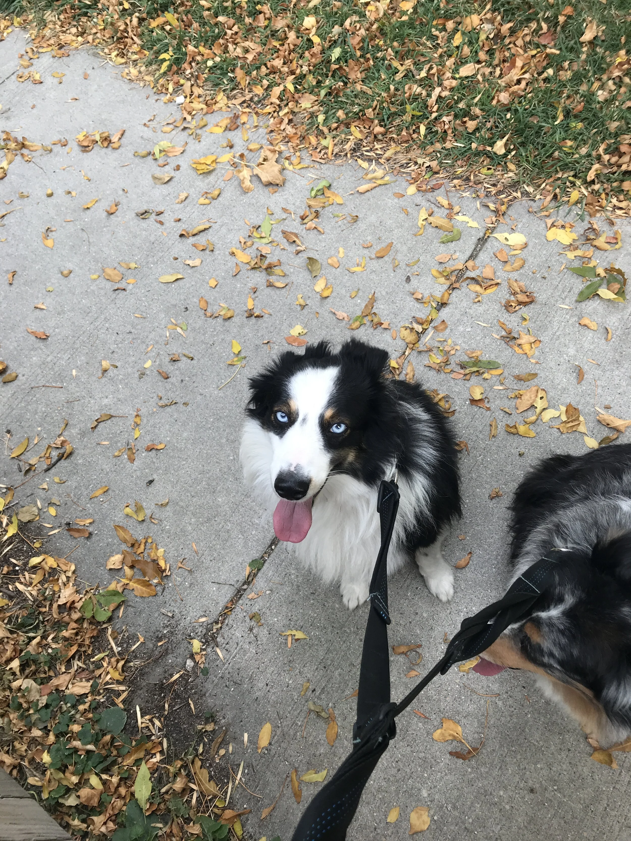 Theodore is learning to sit and be patient