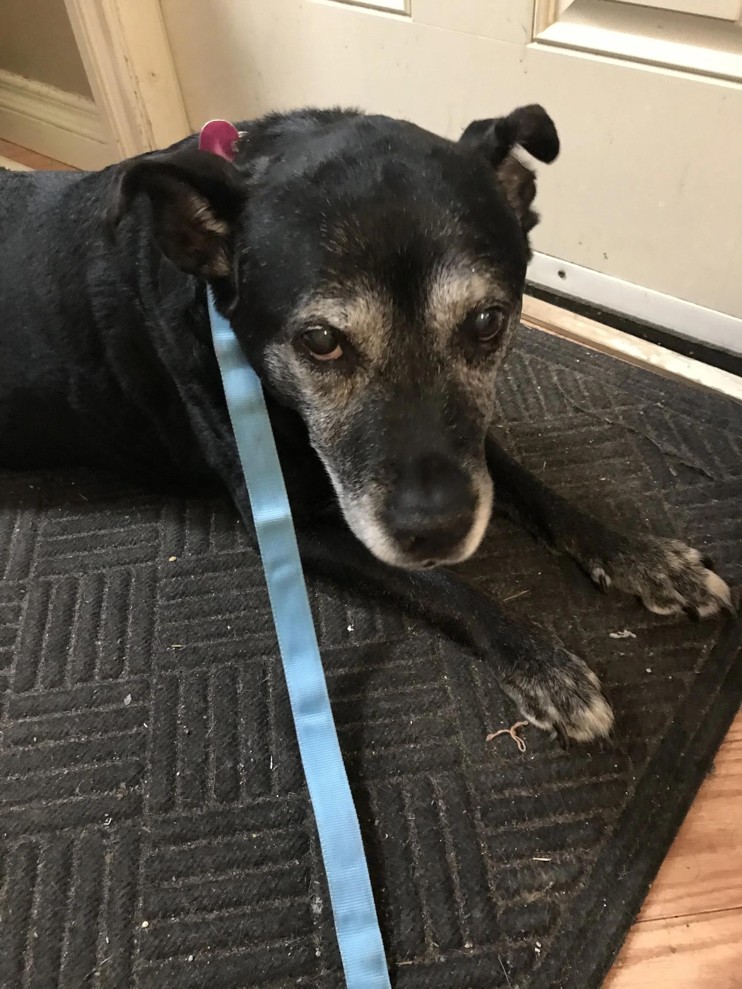 Boulie is heading out for an adventure