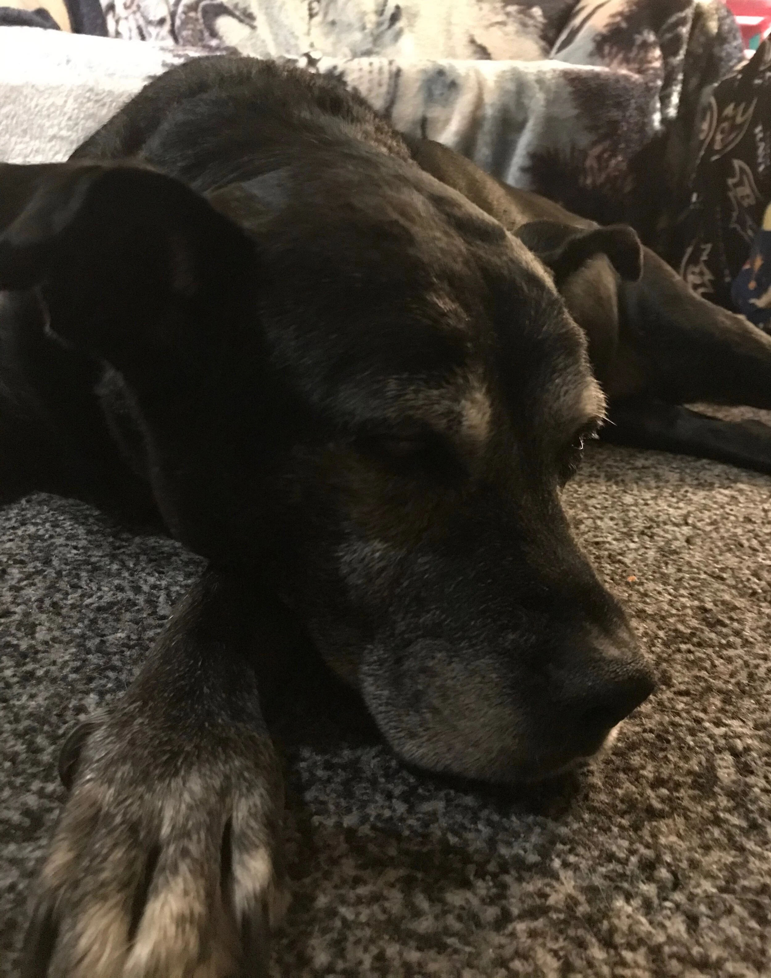 Boulie is ready for a nap