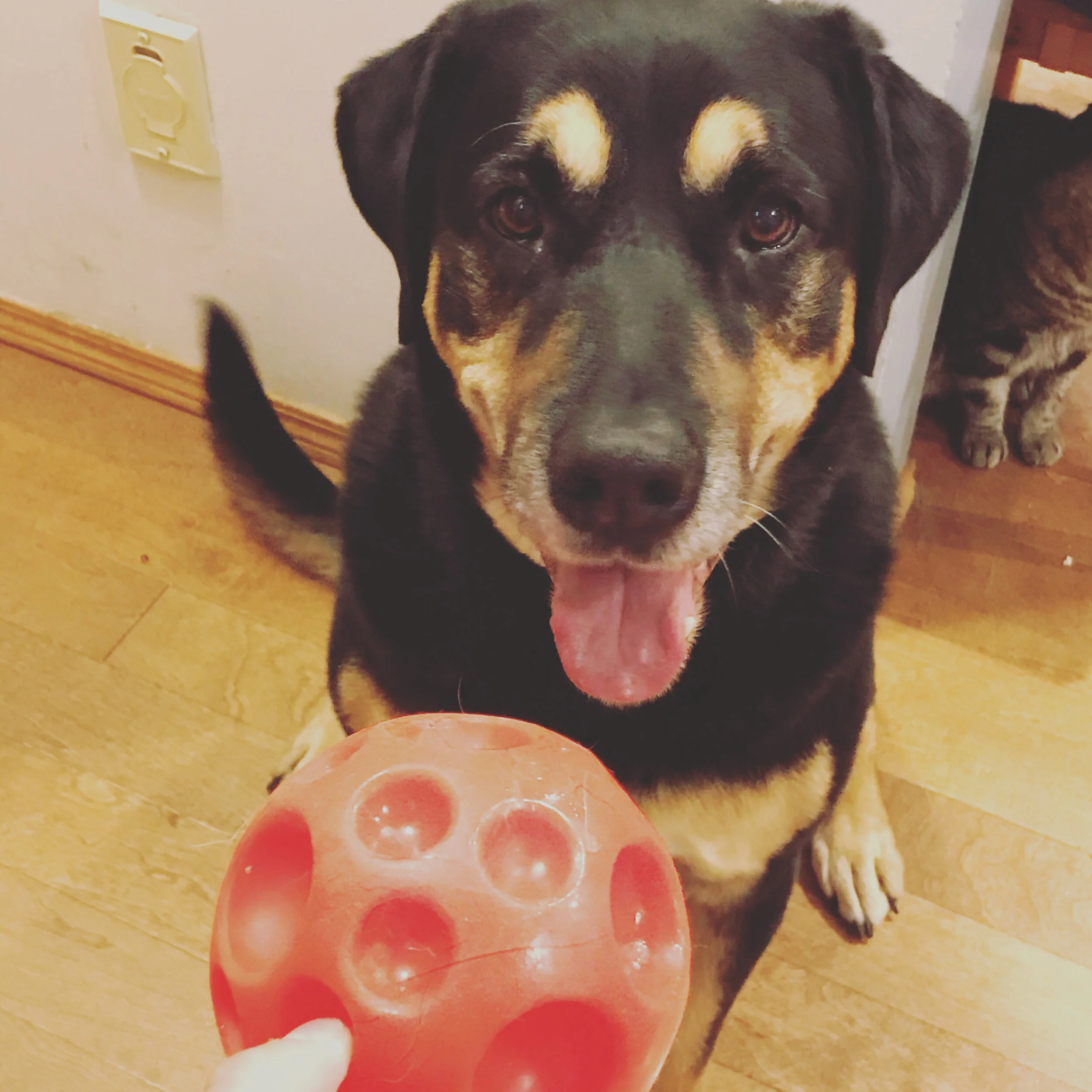 Cujo loves his big ball