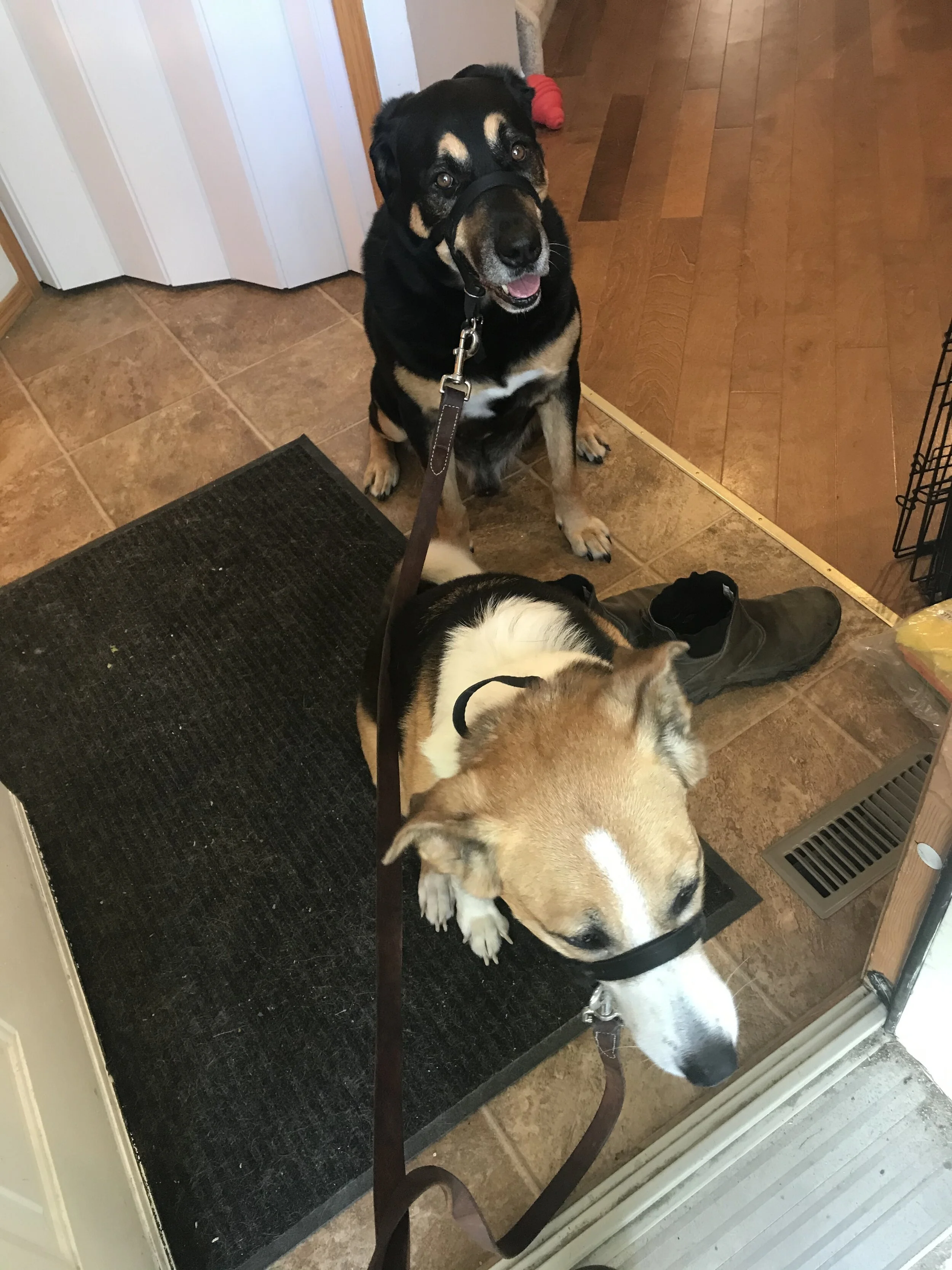 Aurora and Cujo are ready to go!