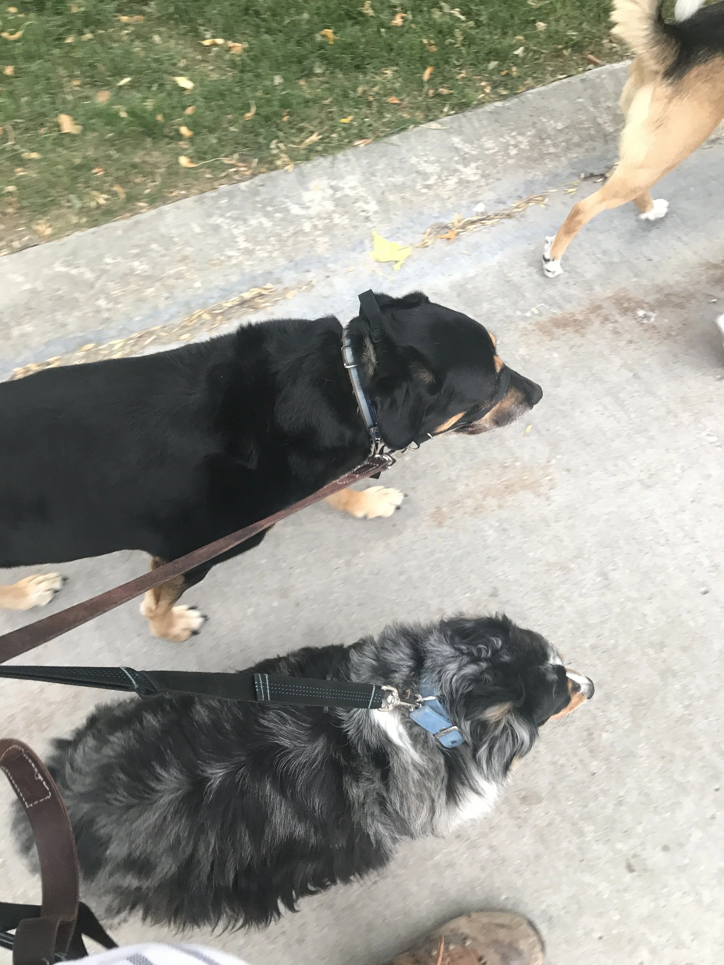 Cujo walking with his buddy Rembrandt