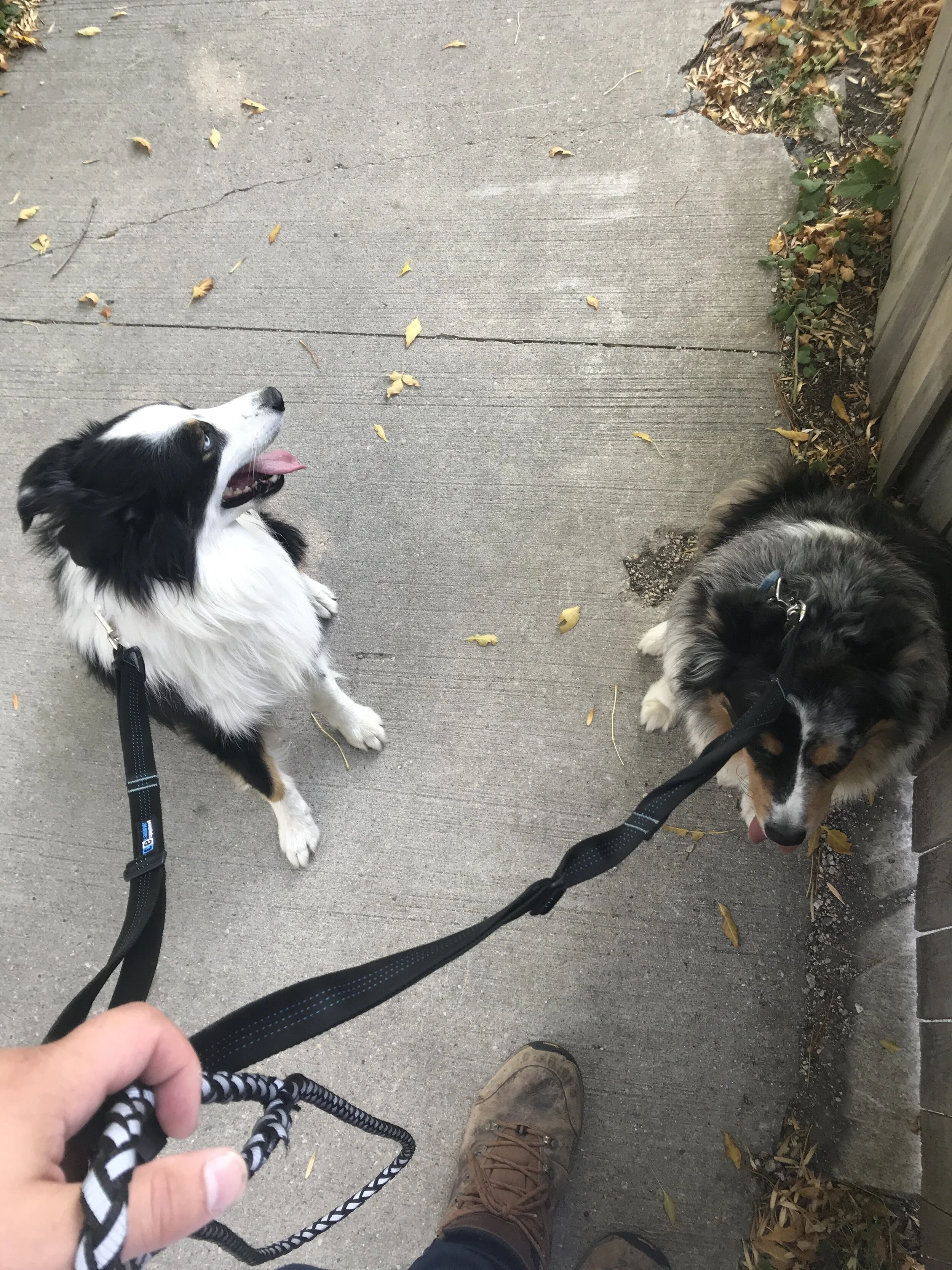 Theodore and Rembrandt are waiting for their walk