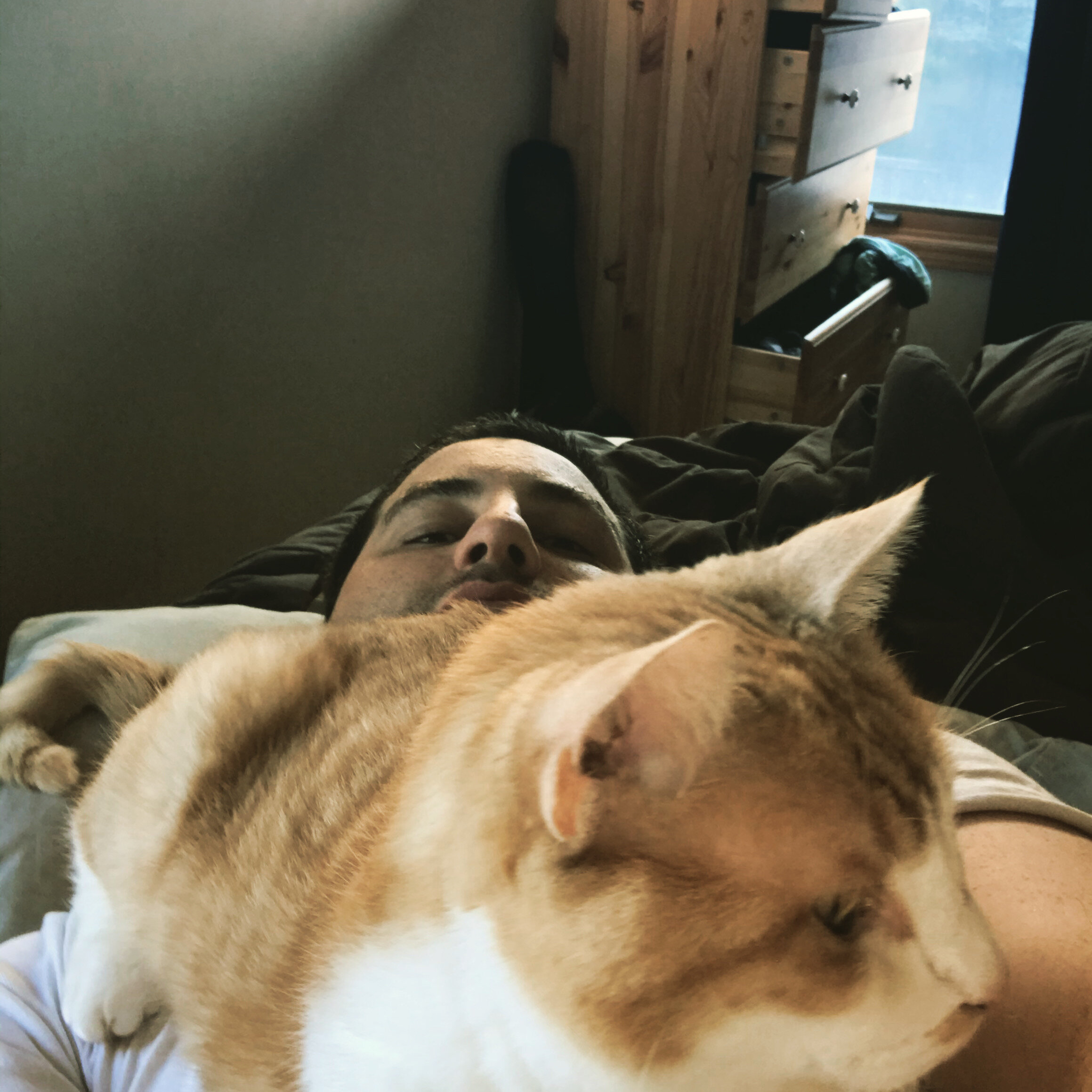 Azzie's favourite bed is my tummy