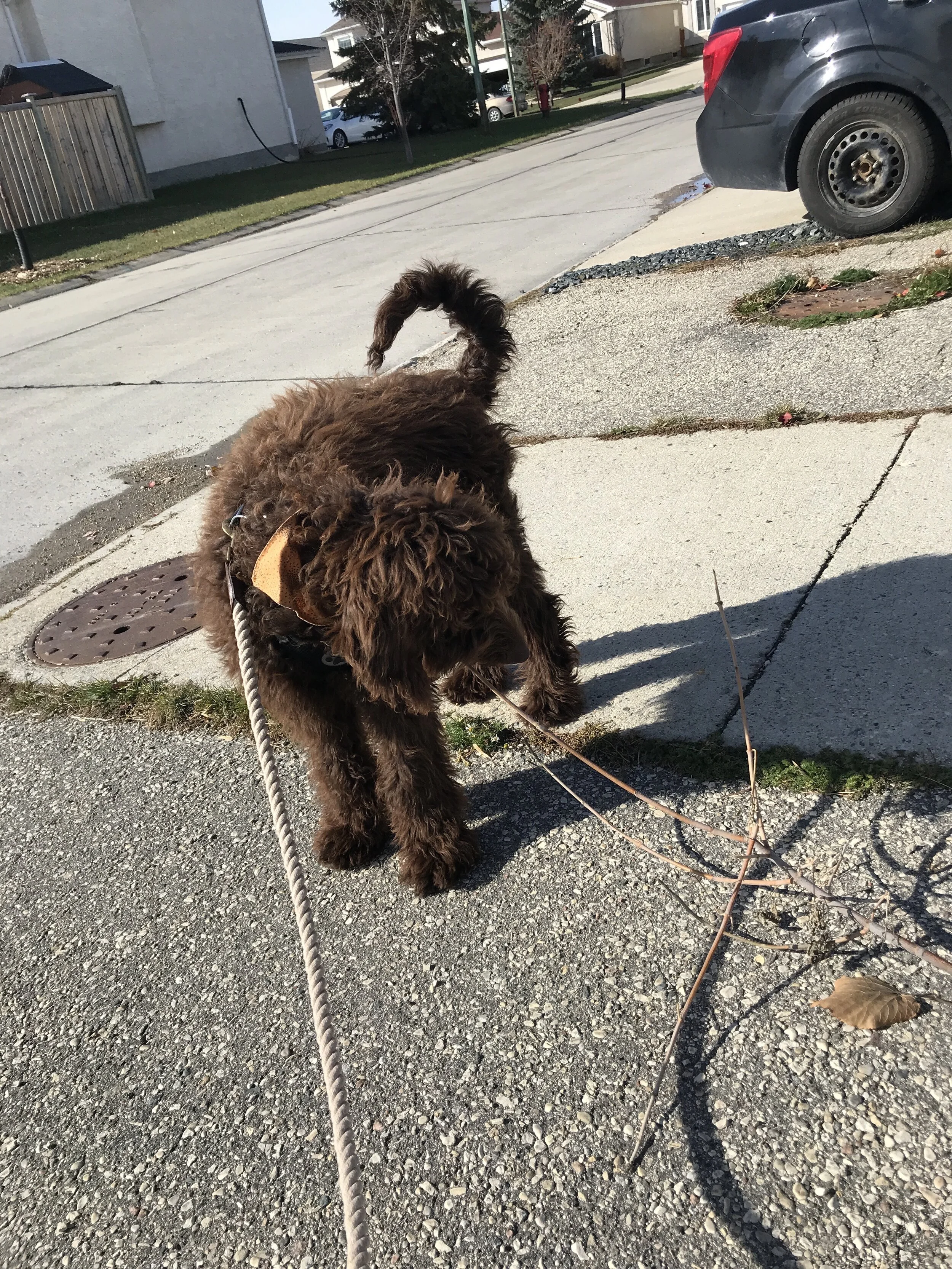 Bentley with stick.JPG