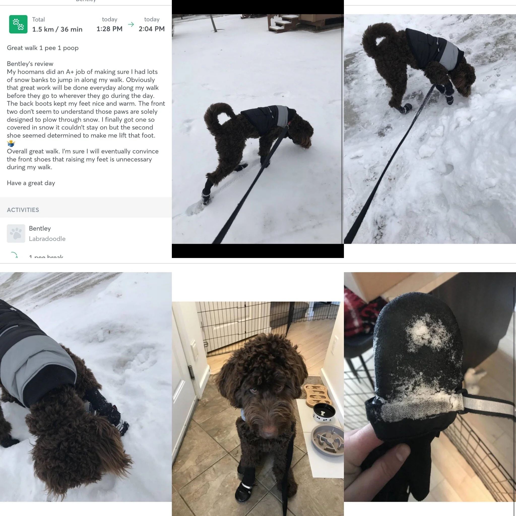 Bentley walk 12 16 20.JPG