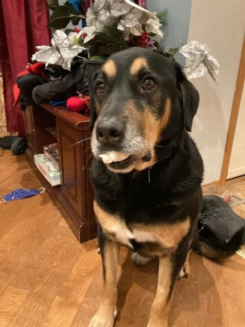 c with bone.jpg