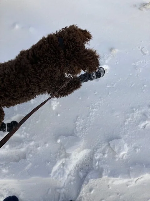 ben attacking snow.jpg