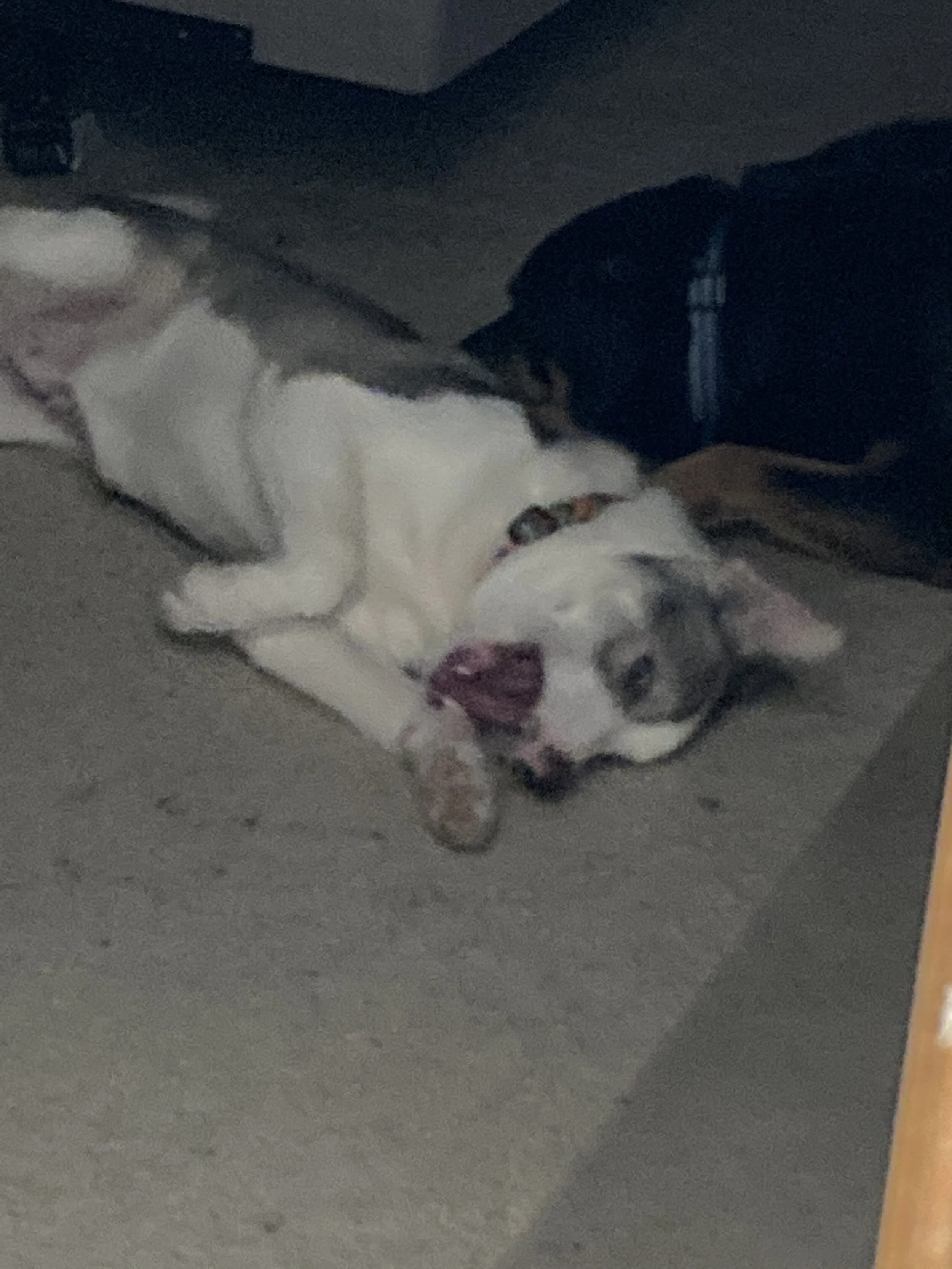 r laying.jpg
