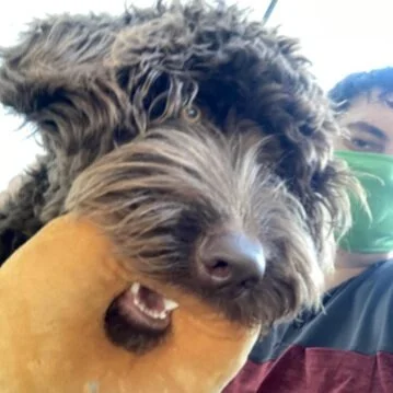 Bentley wants to play with his bagel