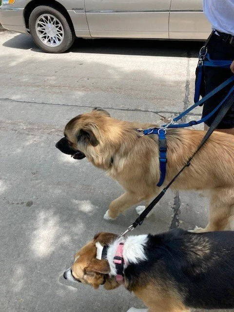 walking-aurorasherpa.jpg