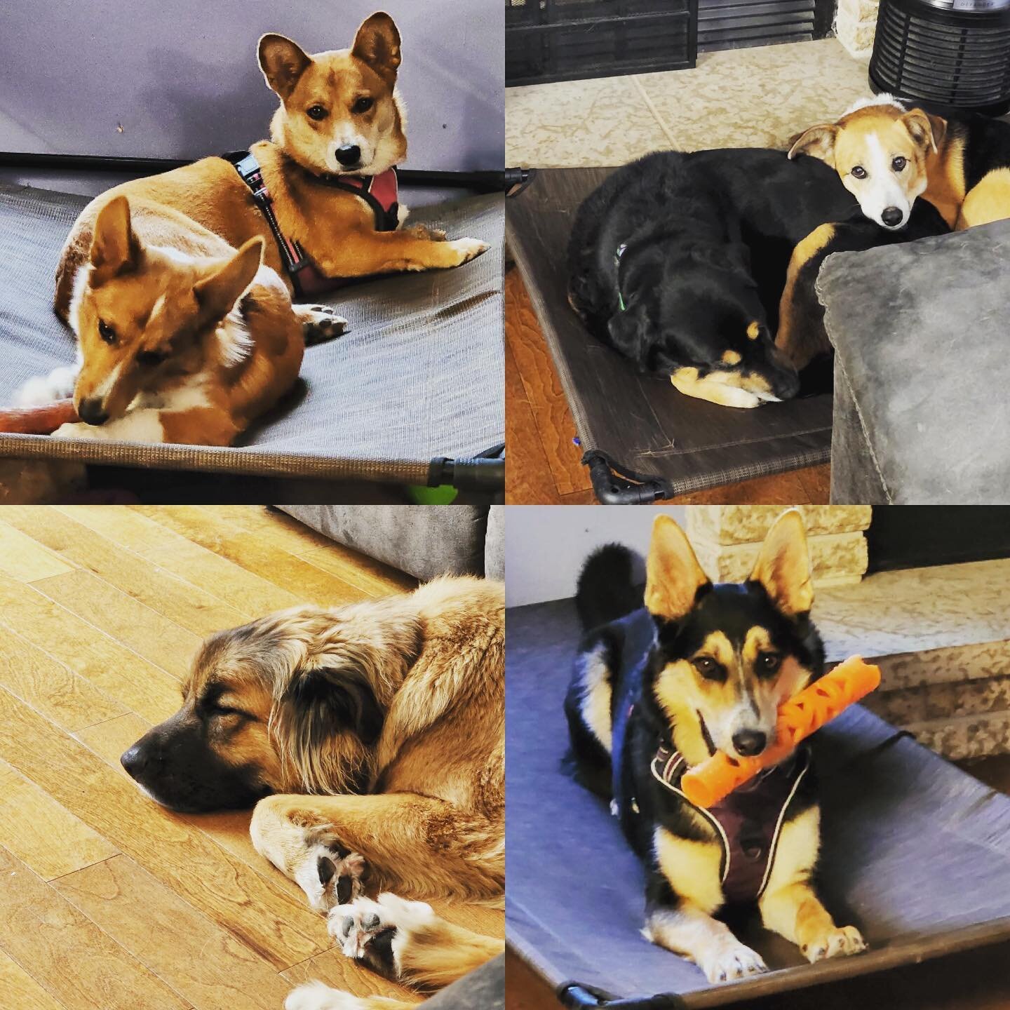 Do you have a favourite?
Picture 1 @aiko.beans 
Aurora and Cujo 
Sherpa 
@hinkebalogh 
Picture 2 dabang 
Ghost
Beluga 
Bentley 

#dog #dogs #dogsofinstagram #dogsofcanada #doglife #doglover #doglovers #cute #cutie #puppy #puppies #puppiesofinstagram 