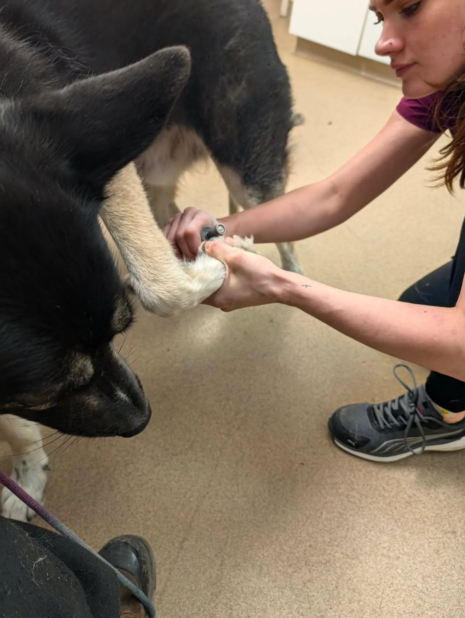 Pawdicure