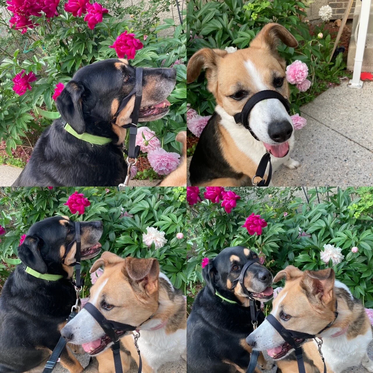 AuroraCujo garden.jpg