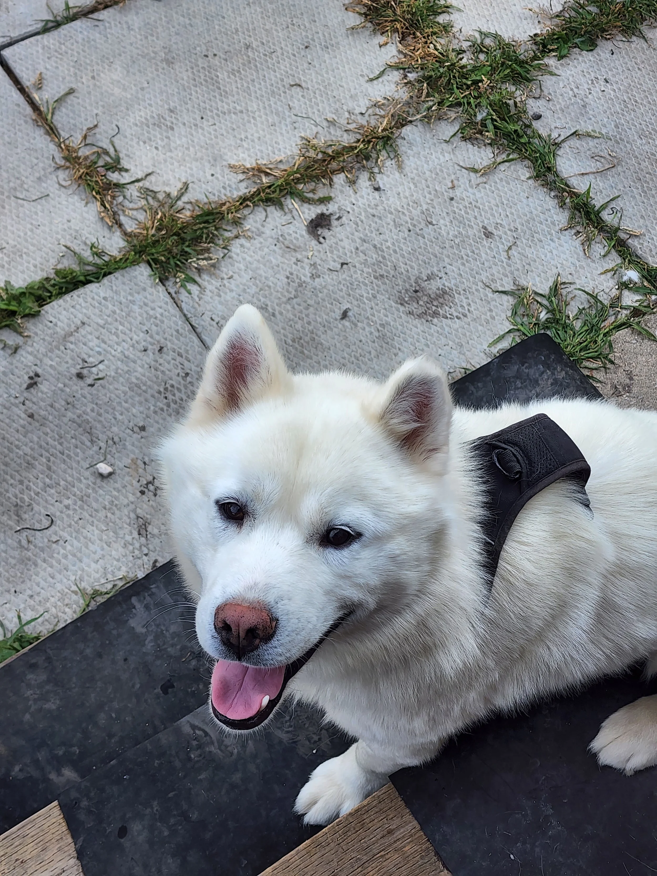 Happy Beluga loves his walks