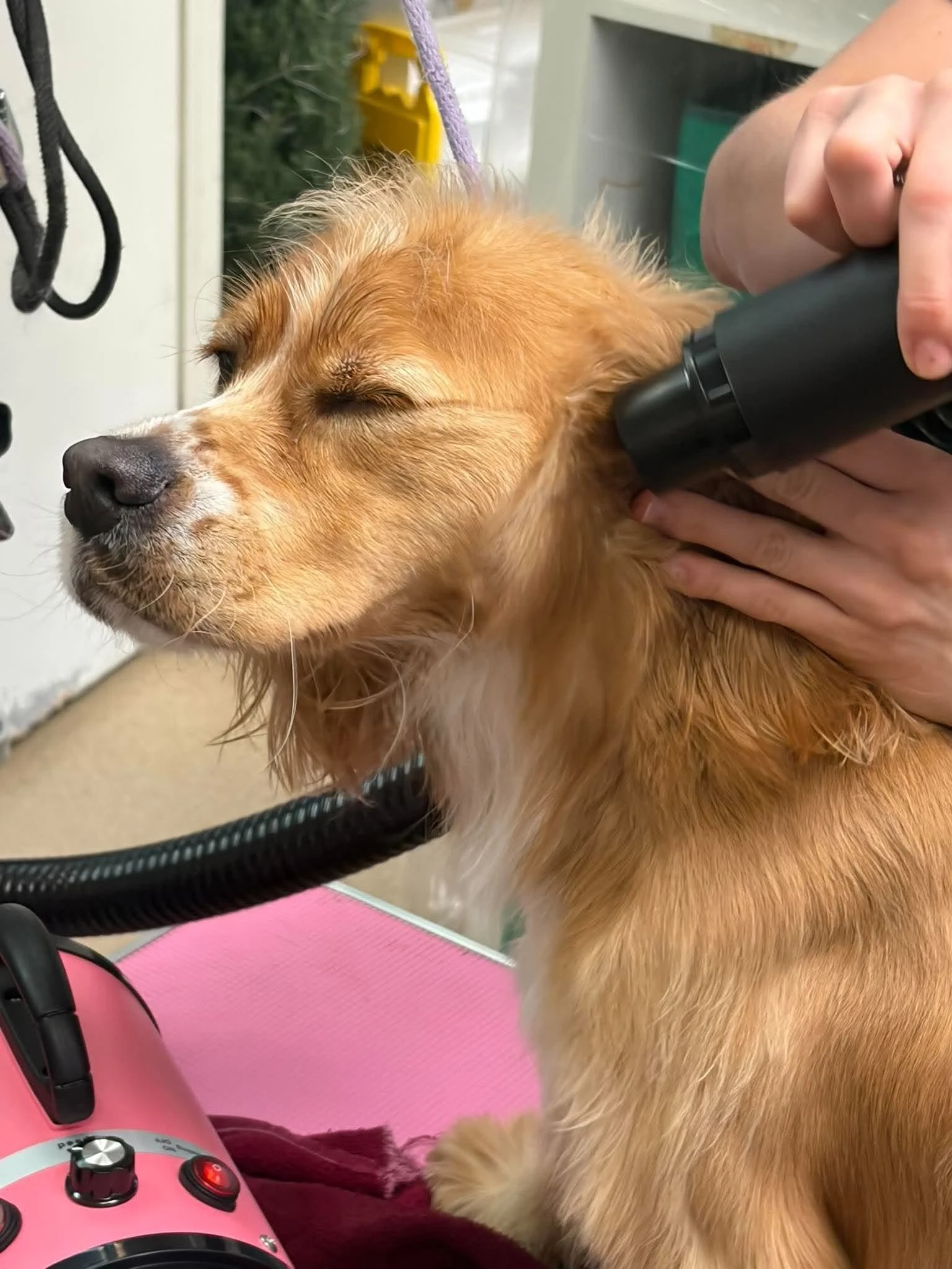 Full Bark-Over