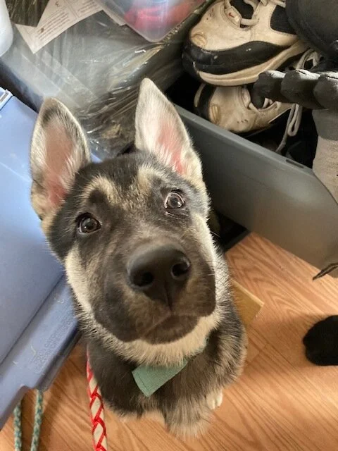 Dutch is all ears!